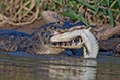 KAJMAN  BRÝLOVÝ  - kanibal z Pantanalu – Brazílie  2011 