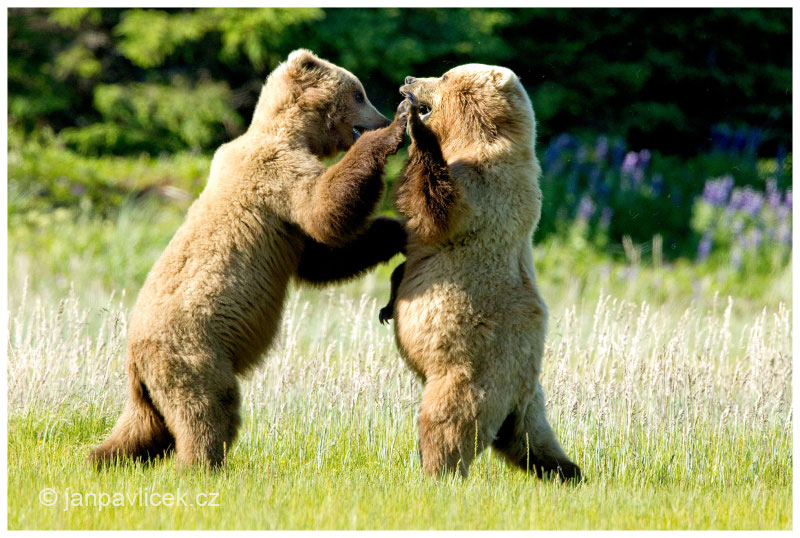 A TEĎ DOLEVA, MARJÁNKO ....Medvěd grizzly (Ursus arctos horribilis),  také:  medvěd stříbrný, medvěd hnědý severoamerický,  poddruh medvěda hnědého (Ursus arctos)