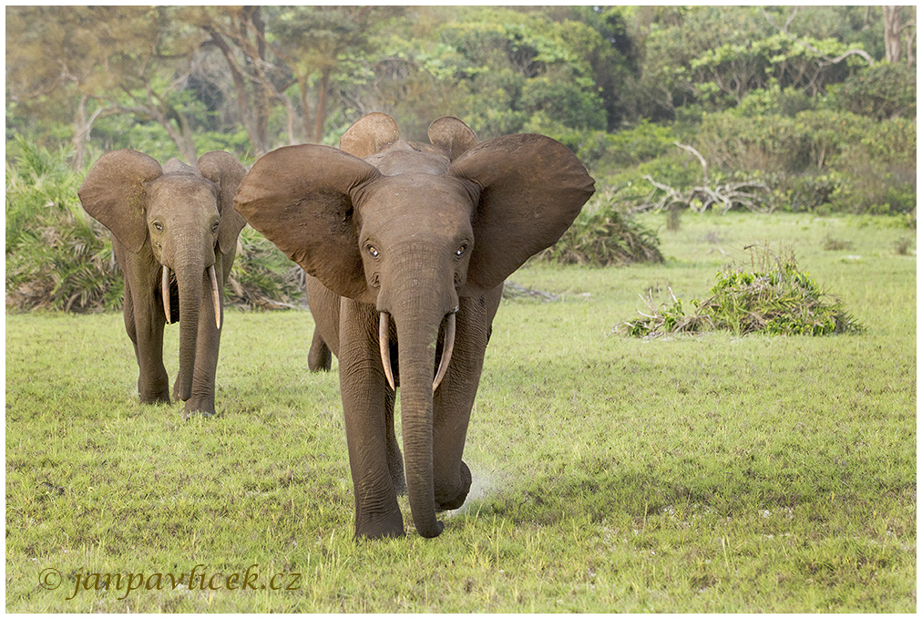 Africký slon pralesní (Loxodonta cyclotis) - útok na fotografy...