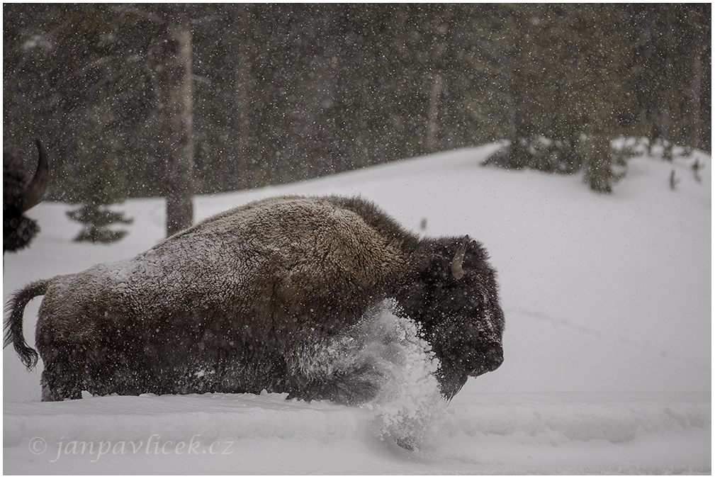 Bizon americký (Bison bison)