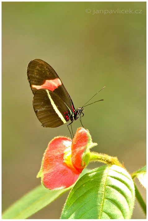 Common Mormon (Papilio anchisades) 