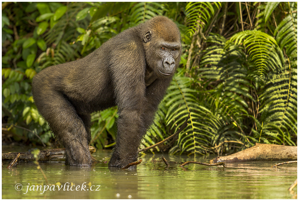Gorila nížinná  (Gorilla gorilla) 