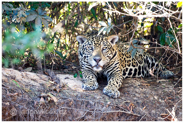 Jaguár americký (Panthera onca)