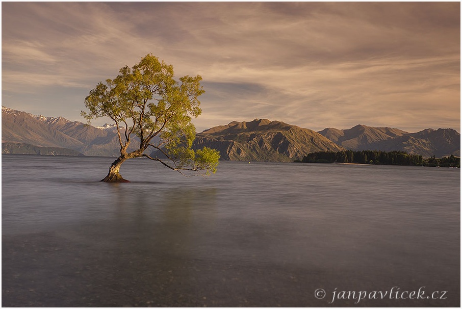 Jezero Wanaka, vrba, asi nejfotografovanější strom na NZ