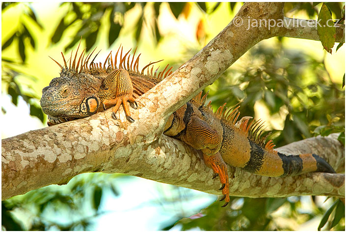 Leguán zelený, sameček (Iguana iguana)