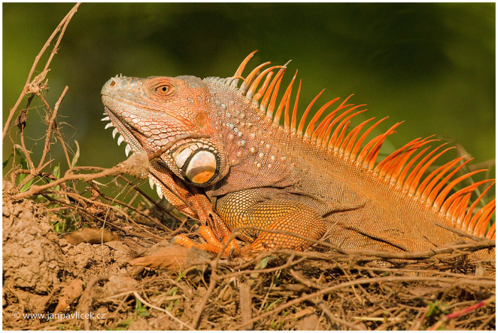 Leguán zelený, sameček (Iguana iguana)