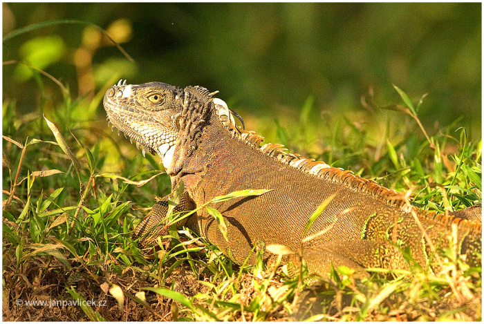 Leguán zelený , samička (Iguana iguana)