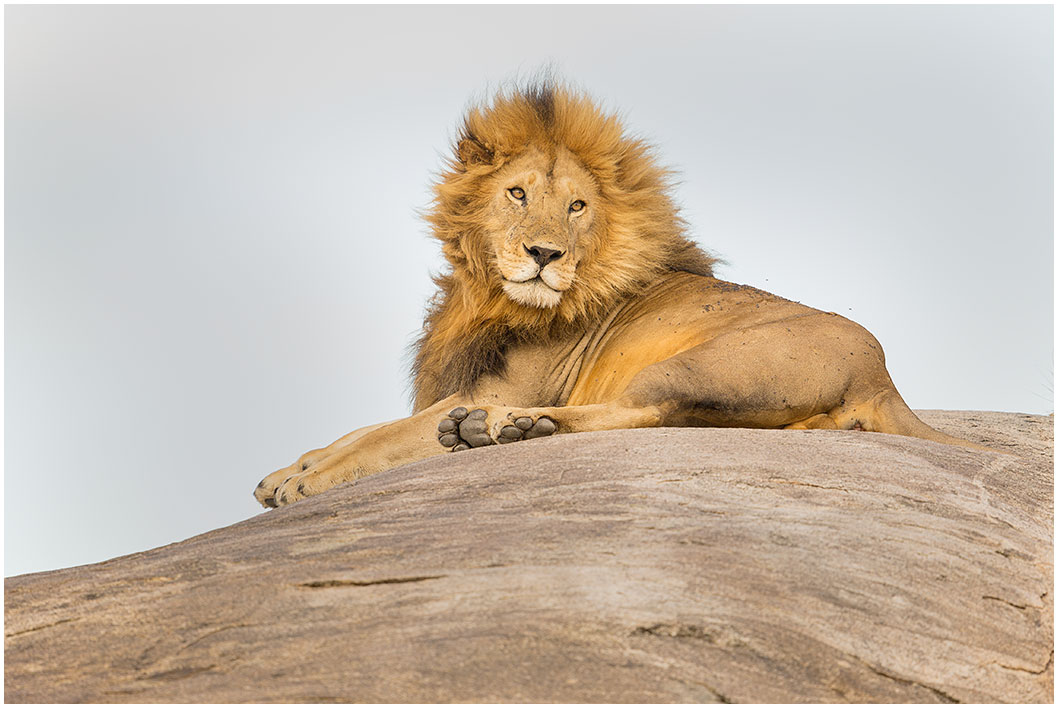 Lev pustinný ( Panthera leo ) 