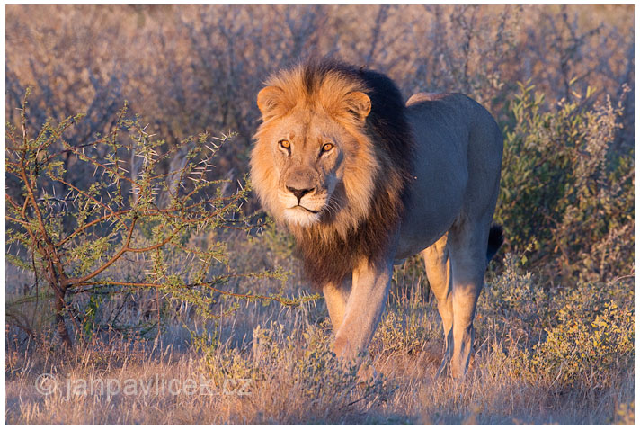 Lev pustinný ( Panthera leo )