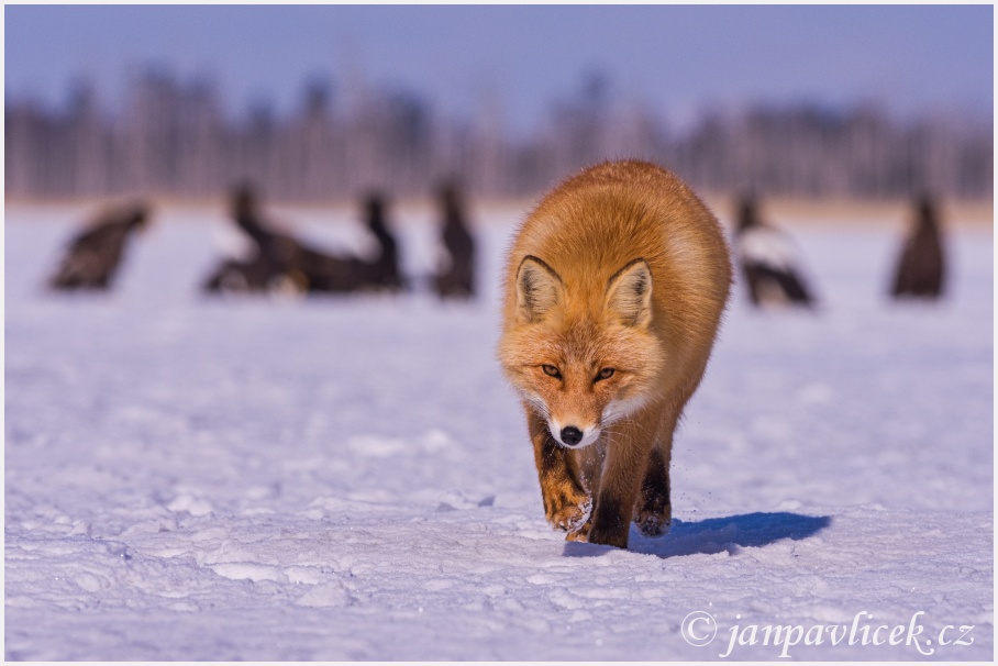 Liška obecná (Vulpes vulpes schrencki) 