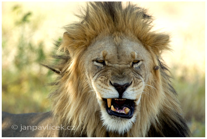 Má radost z našeho setkání nezná mezí !!!  :-) .........Lev pustinný ( Panthera leo )