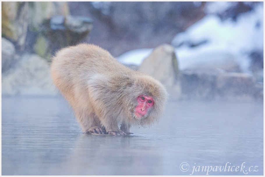 Makak červenolící , též makak japonský / Macaca fuscata/