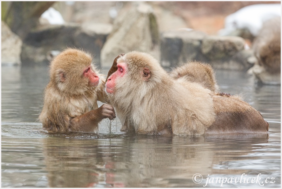 Makak červenolící , též makak japonský / Macaca fuscata(