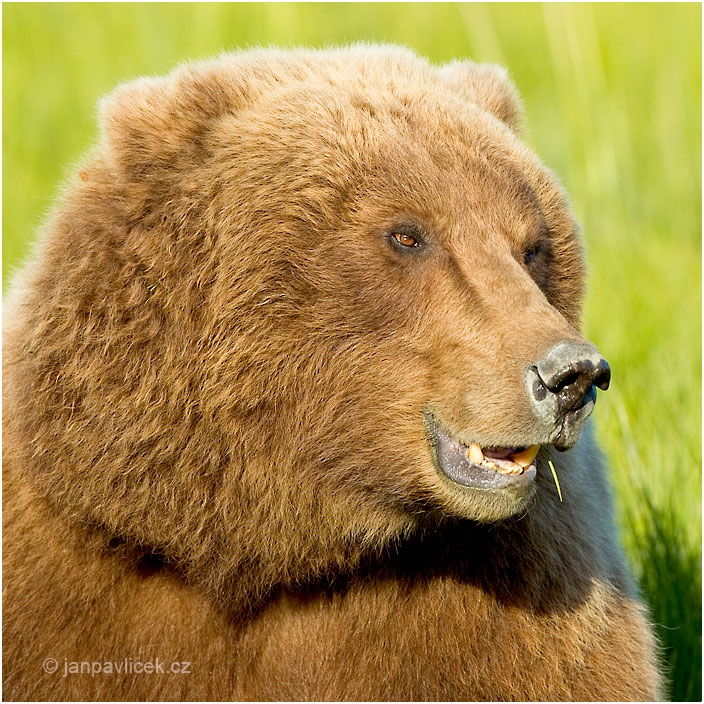 Medvěd grizzly (Ursus arctos horribilis), samice, také:  medvěd stříbrný, medvěd hnědý severoamerický,  poddruh medvěda hnědého (Ursus arctos)