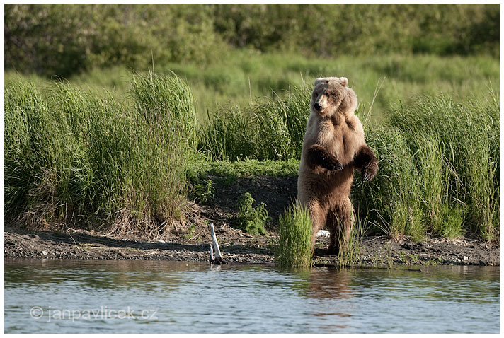 Medvěd grizzly (Ursus arctos horribilis), také:  medvěd stříbrný, medvěd hnědý severoamerický,  poddruh medvěda hnědého