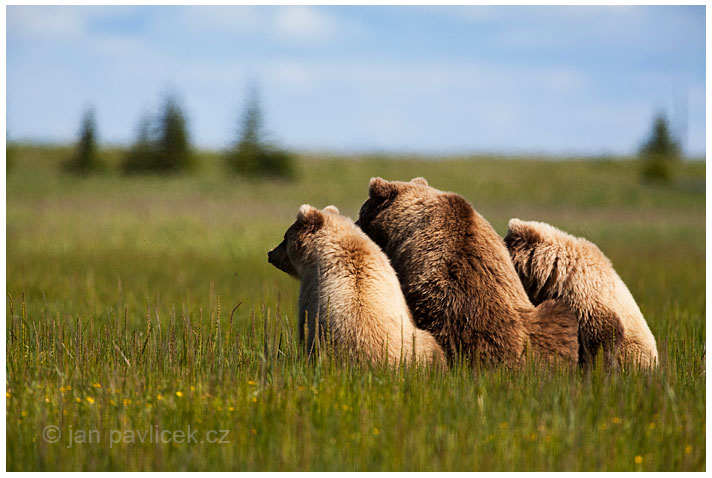 Medvěd grizzly (Ursus arctos horribilis),  také:  medvěd stříbrný, medvěd hnědý severoamerický,  poddruh medvěda hnědého (Ursus arctos) 