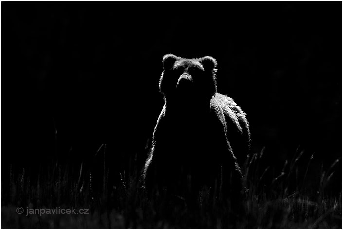 Medvěd grizzly (Ursus arctos horribilis),  také:  medvěd stříbrný, medvěd hnědý severoamerický,  poddruh medvěda hnědého (Ursus arctos)  