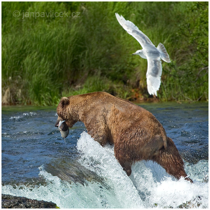 Medvěd grizzly (Ursus arctos horribilis),  také:  medvěd stříbrný, medvěd hnědý severoamerický,  poddruh medvěda hnědého (Ursus arctos) 