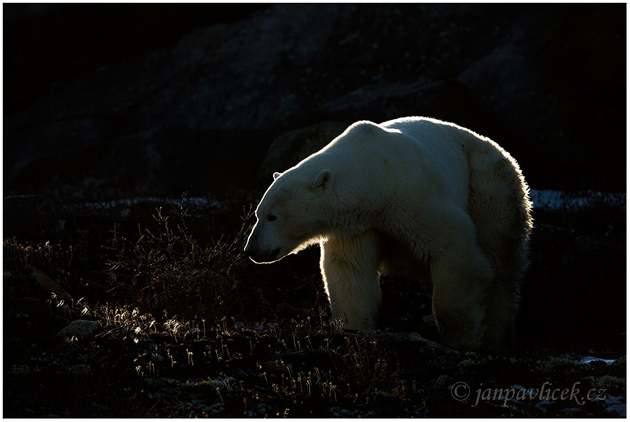 Medvěd lední, Ursus maritimus