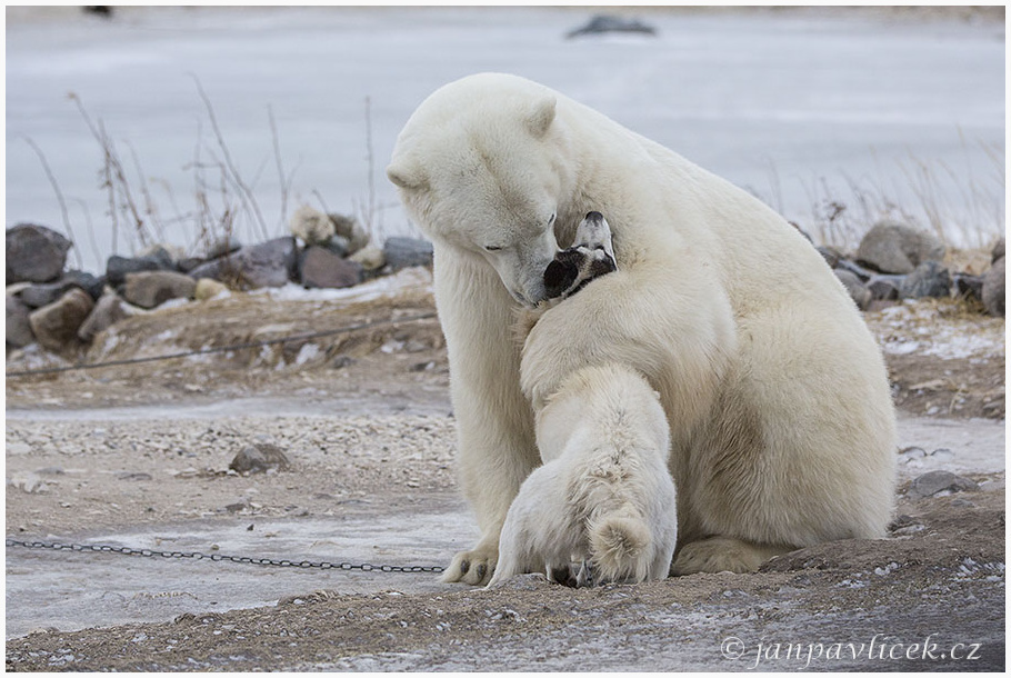 Medvěd lední (Ursus maritimus) a Kanadský eskymácký pes (též: Qimmiq, Canadian Husky, Canadian Inuit Dog)