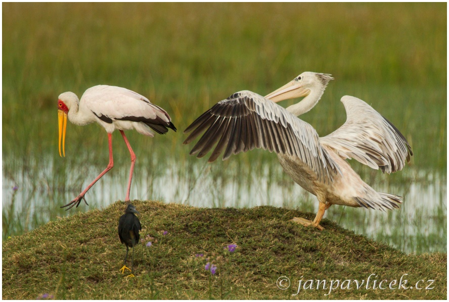 Nesyt africký (Mycteria ibis) a Pelikán bílý (Pelecanus onocrotalus)