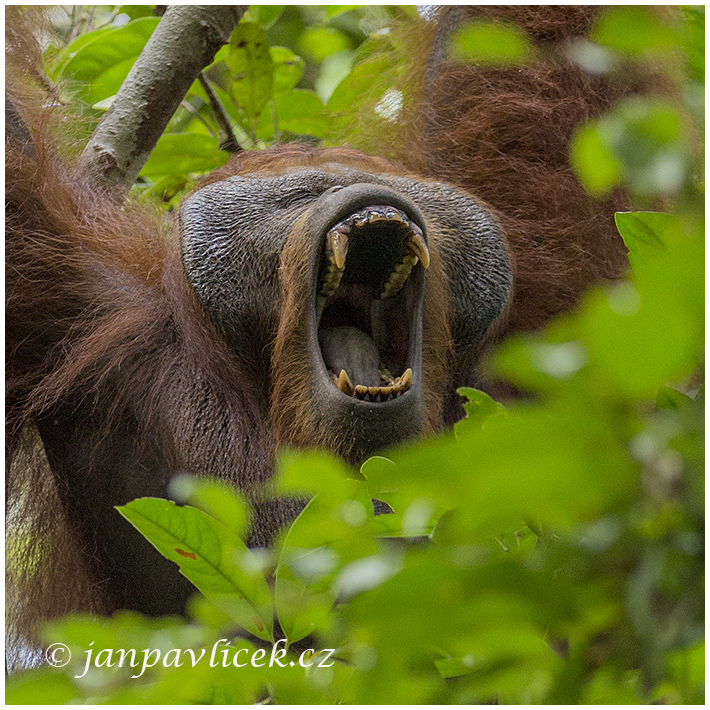 Orangutan bornejský (Pongo pygmaeus) , alfa  samec