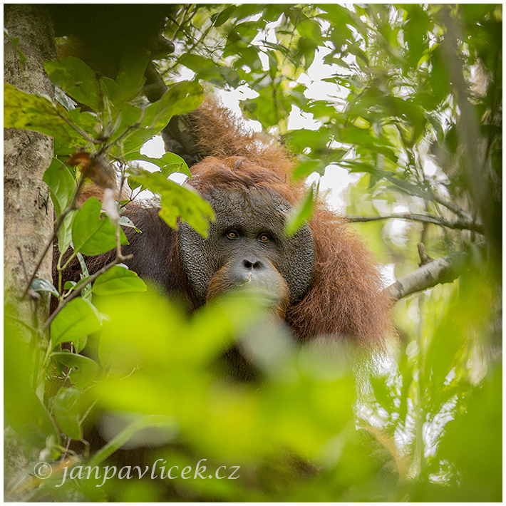 Orangutan bornejský (Pongo pygmaeus) alfa samec