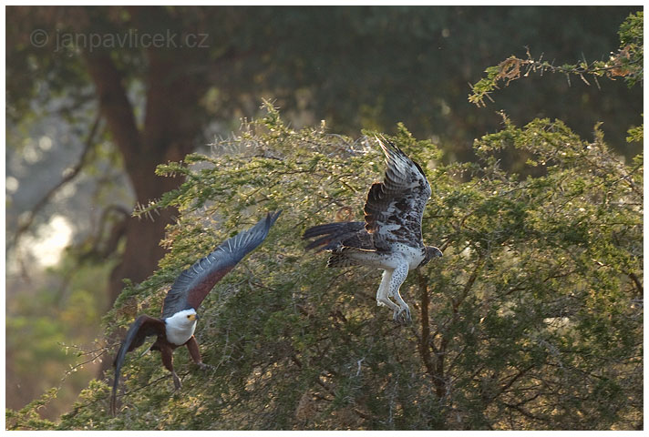 Orel jasnohlasý (Haliaeetus vocifer) vyhání  orla bojovného  (Polemaetus bellicosus) ze svého teritoria