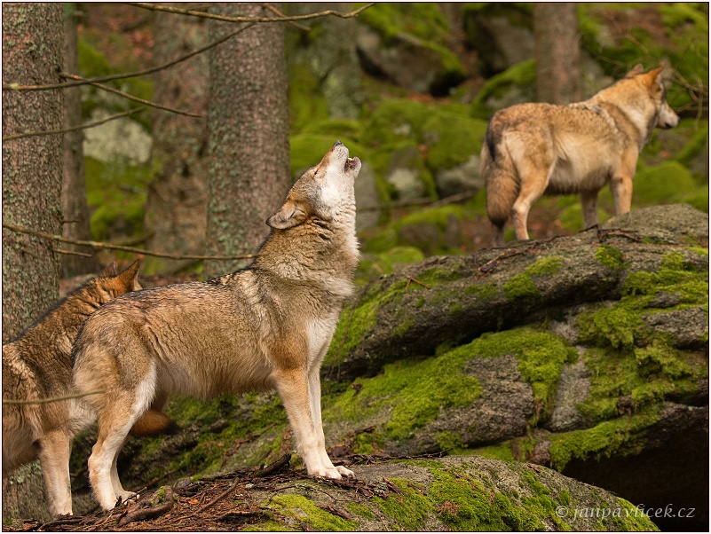 "PÍSEŇ VLKŮ" - Vlk eurasijský (Canis lupus)