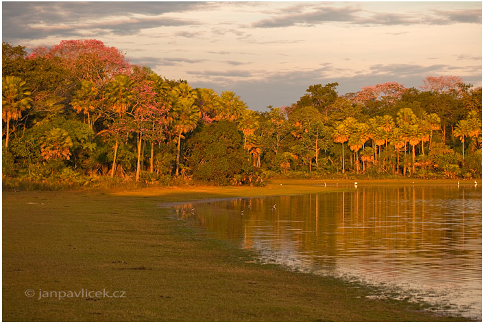 Ráno v Pantanalu 