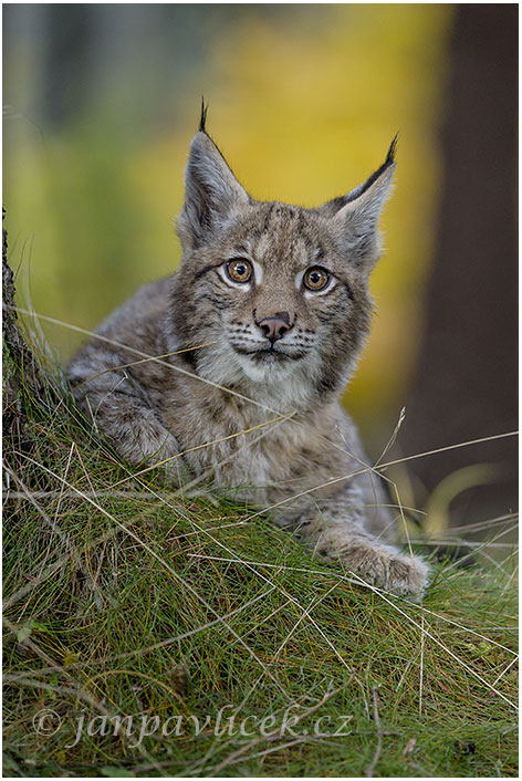 Rys ostrovid , Lynx lynx