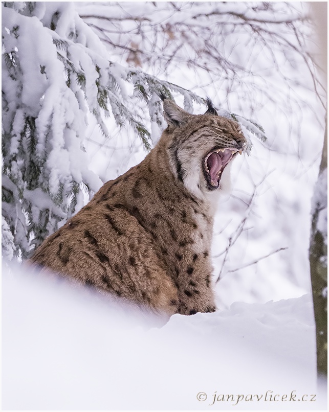 Rys ostrovid , Lynx lynx 