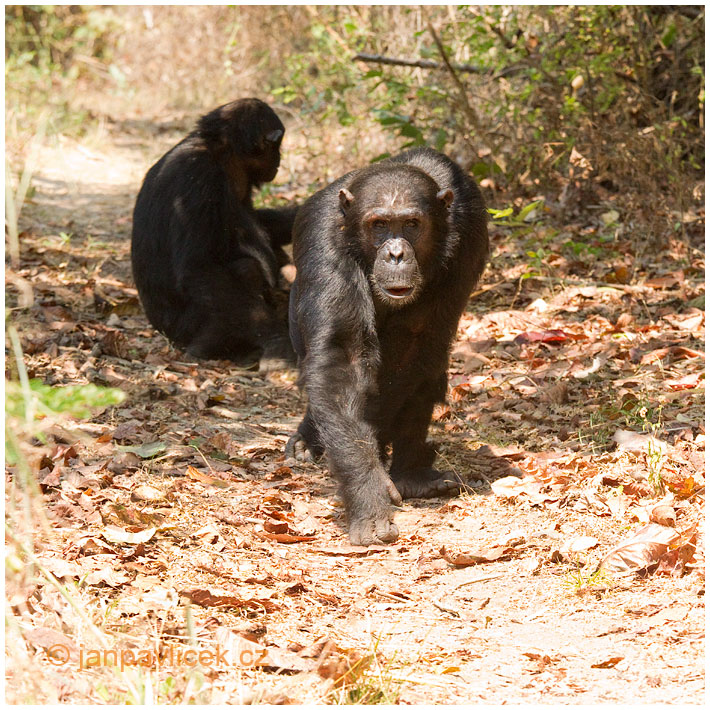 Šimpanz učenlivý (Pan troglodytes)