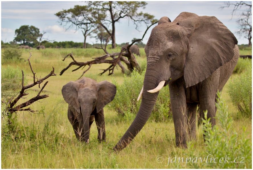 Slon africký (Loxodonta africana) 