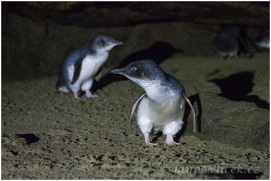 Tučňák nejmenší (Eudyptula minor), nejmenší druh tučňáka