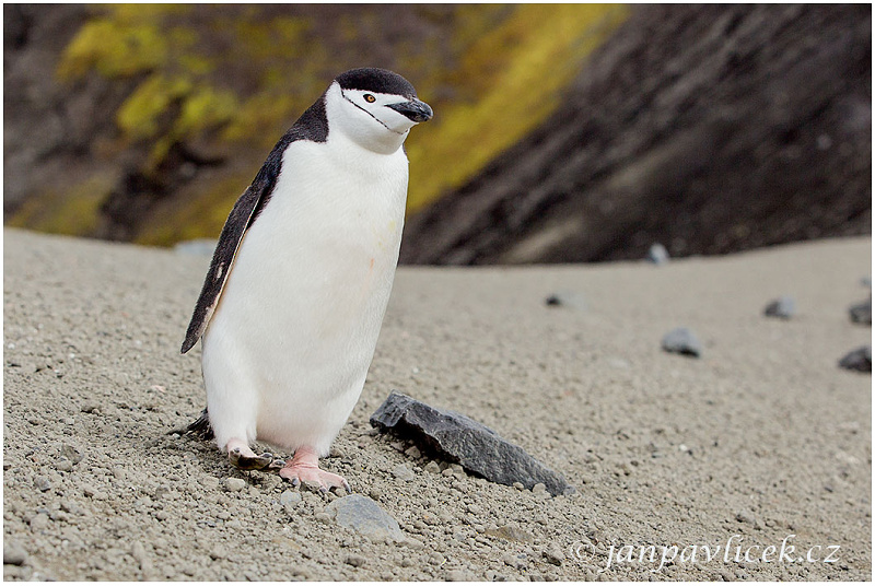 Tučňák uzdičkový (Pygoscelis antarctica)