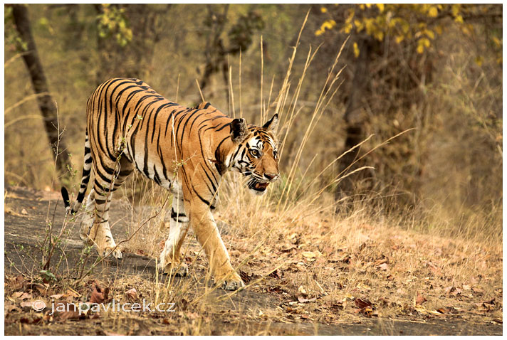 Tygr bengálský (Panthera tigris tigris) - ČLÁNEK V BLOGU 