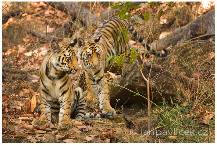 Tygr bengálský (Panthera tigris tigris) - ČLÁNEK V BLOGU