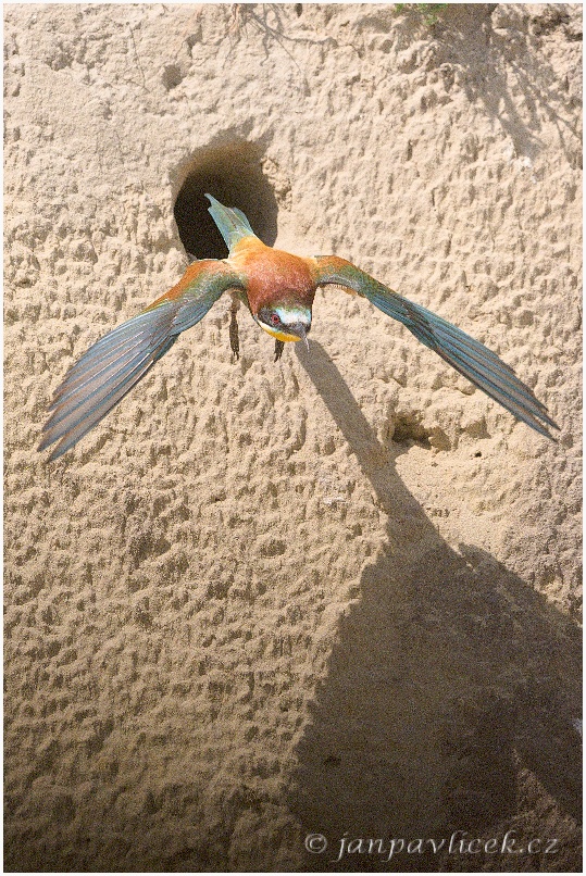 Vlha pestrá  (Merops apiaster)