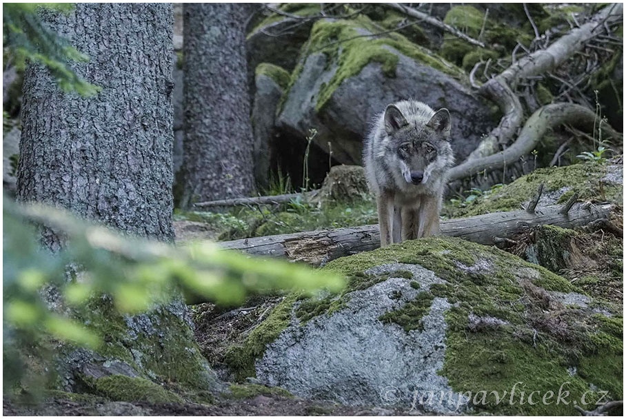 Vlk eurasijský (Canis lupus) 