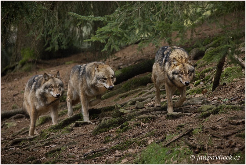 Vlk eurasijský (Canis lupus)