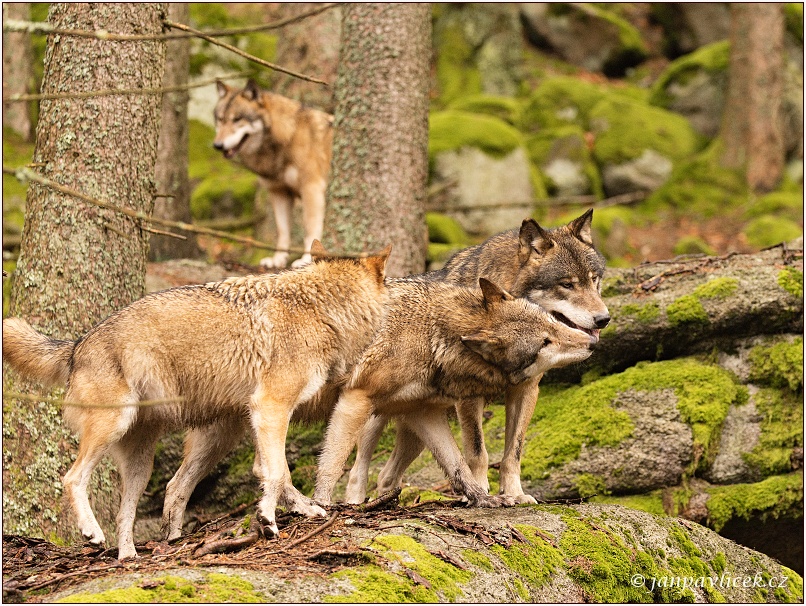 Vlk eurasijský (Canis lupus) - Alfa pár