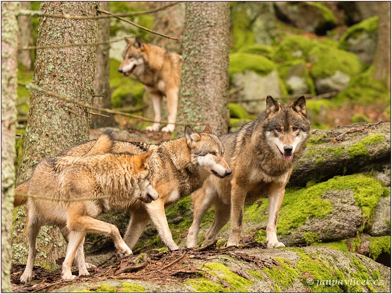 Vlk eurasijský (Canis lupus) - Alfa pár