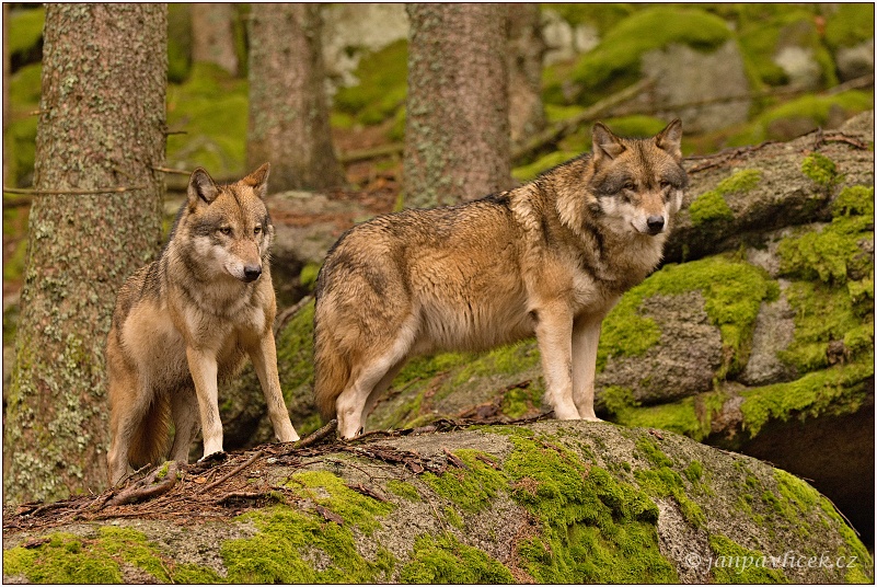 Vlk eurasijský (Canis lupus) - nový Alfa pár