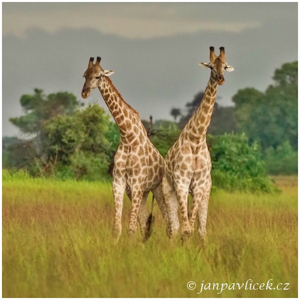 Žirafa (Giraffa camelopardalis)