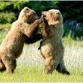 A TEĎ DOLEVA, MARJÁNKO ....Medvěd grizzly (Ursus arctos... | fotografie