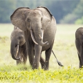 Africký slon pralesní (Loxodonta cyclotis) | fotografie