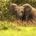 Africký slon pralesní, (Loxodonta cyclotis) | fotografie