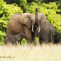 Africký slon pralesní, (Loxodonta cyclotis) - kojení | fotografie