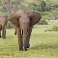 Africký slon pralesní (Loxodonta cyclotis) - útok na... | fotografie